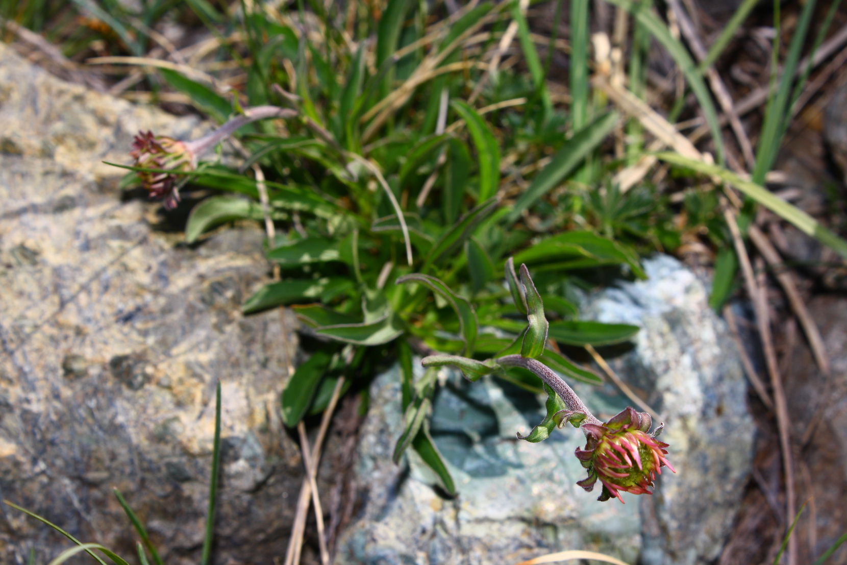 Aster alpinus / Astro alpino